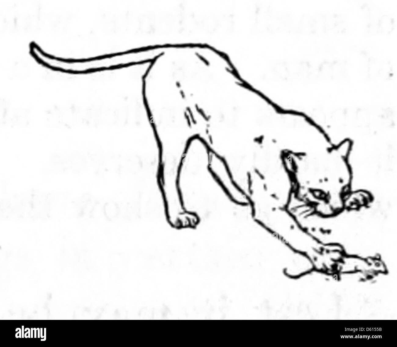 Dieses Bild aus dem Jahr 1916 konzentriert sich auf die Rolle der Hauskatze als Raubtier und unterstreicht ihre Fähigkeit, Mäuse und andere kleine Tiere zu fangen. Die Publikation befasst sich mit den Auswirkungen von Katzen auf Wildtiere und diskutiert Methoden zur Kontrolle ihrer Jagdinstinkte und zur Anerkennung ihres Nutzens bei der Schädlingsbekämpfung. Stockfoto