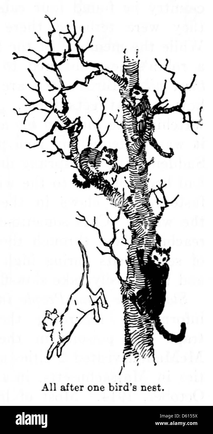 Ein informatives Bild von 1916, das die Rolle von Hauskatzen bei der Bekämpfung von Schädlingen wie Vögeln und Mäusen veranschaulicht. Das Foto zeigt den Einfluss der Katze auf die lokale Tierwelt und erforscht Methoden zur Bewirtschaftung ihrer Bevölkerung in häuslichen Umgebungen. Stockfoto