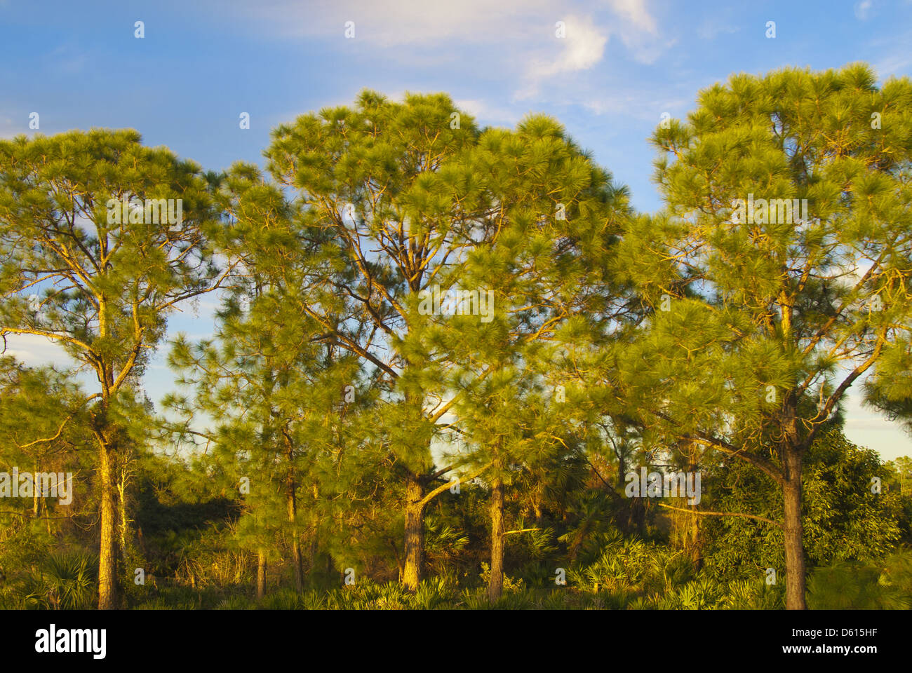 Bäume von Zentral-Florida, USA Stockfoto