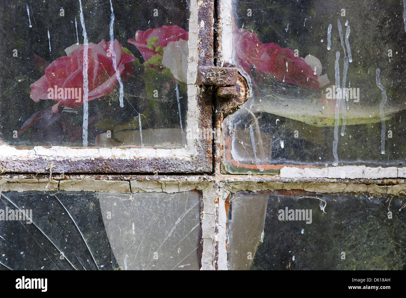 Rosen hinter alten Fenster Stockfoto