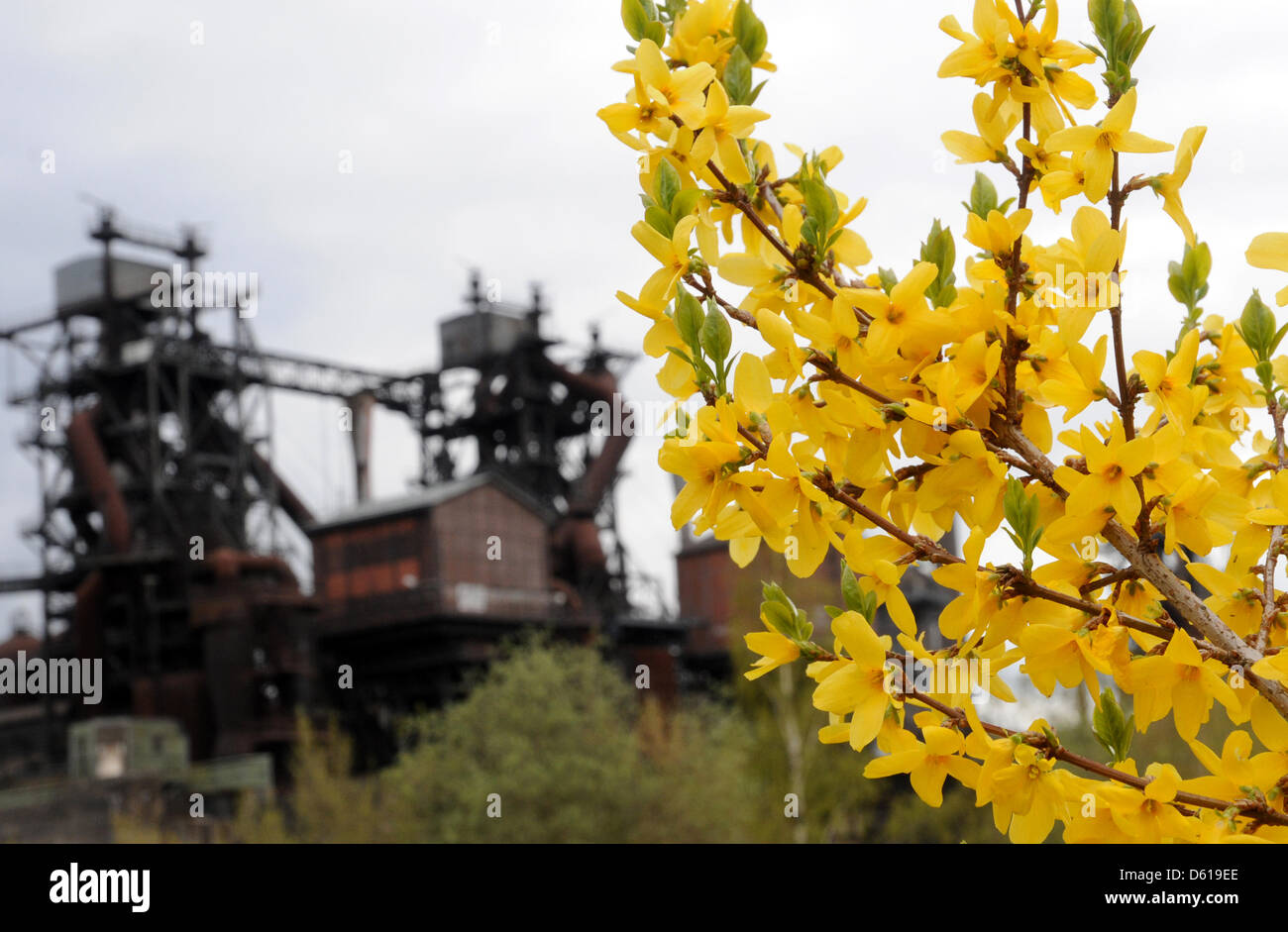 Zarte Blüten - Industrie zurück: Forsythien Blühen Bei Wechselhaftem Wetter Und Temperaturen sterben um 9 Grad bin Ostersamstag (07.04.2012) in Duisburg Vor der Kulisse der Hochöfen in Einem Stillgelegten Hüttenwerk Im Landschaftspark Duisburg-Nord. Foto: Horst Ossinger Dpa/lnw Stockfoto