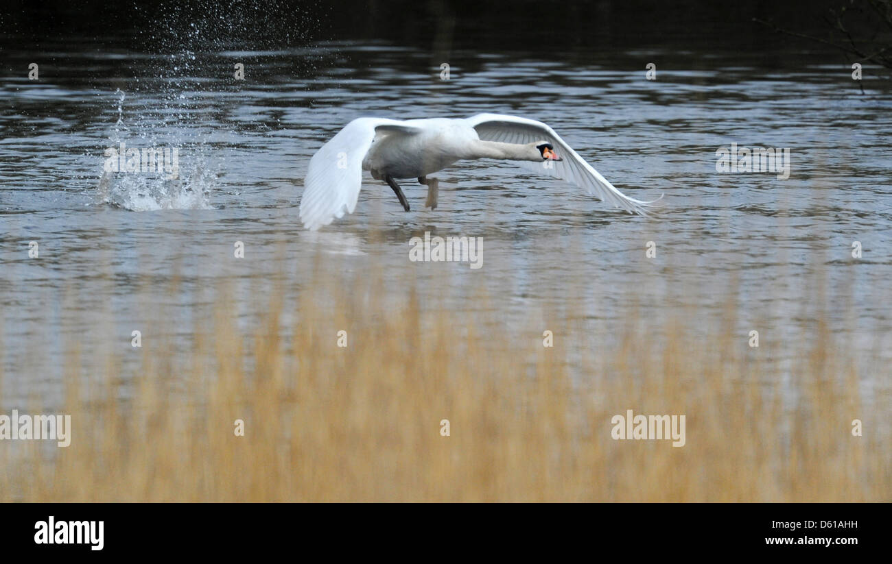 Ein Schwan beginnt das Naturschutzgebiet Ilkerbruch in der Nähe von Wolfsburg, Deutschland, 11. April 2012 fliegen.   Der 125 Hektar große Feuchtgebiet ist ein beliebter Ort für Naturfotografen. 772 Naturschutzgebiete in Niedersachsen vorhanden und bilden eine Fläche von 198,755 Hektar. Foto: Julian Stratenschulte Stockfoto