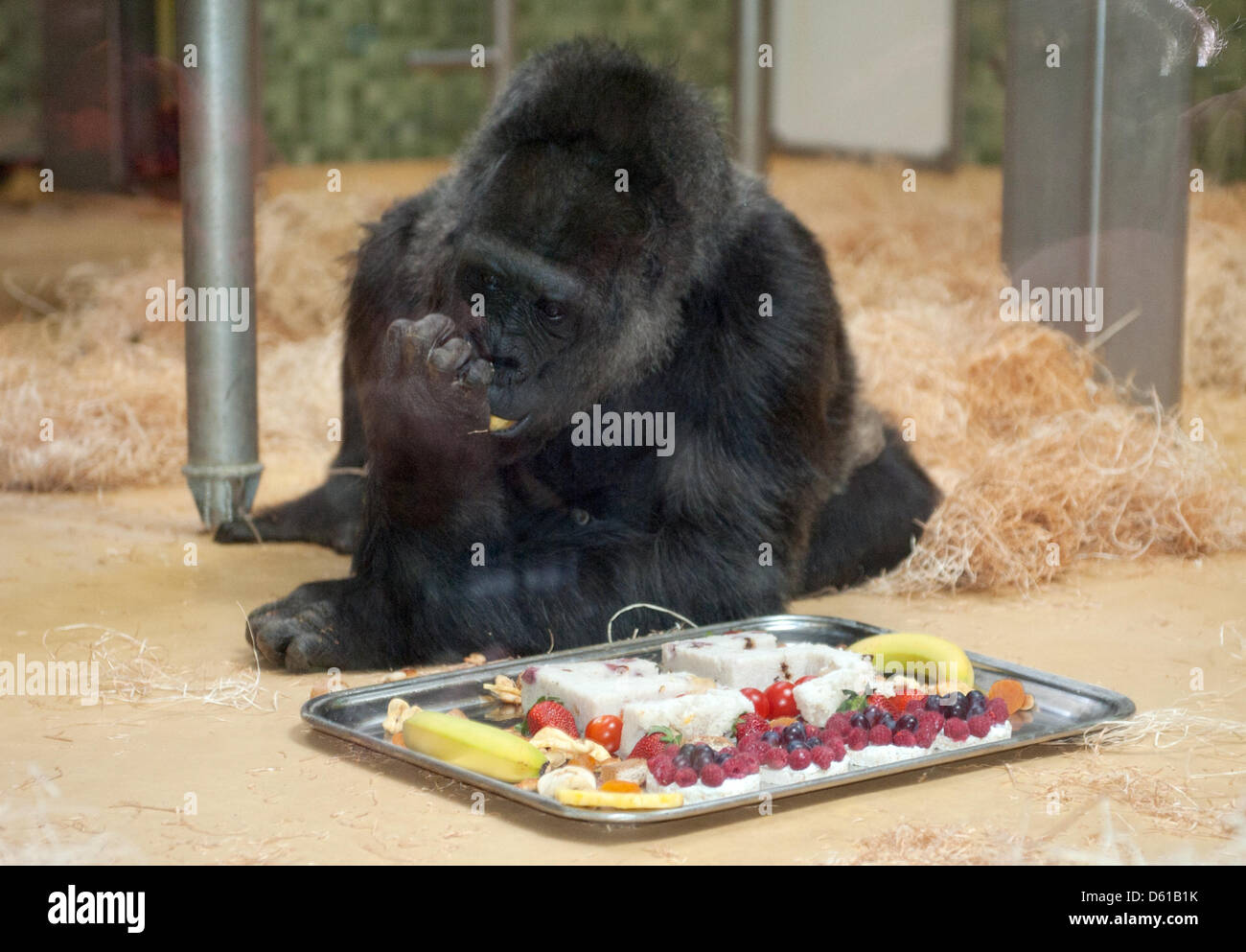 Weiblichen Gorilla Fatou feiert ihren 55. Geburtstag im Zoo in Berlin, Deutschland, 13. April 2012. Sie erhielt einen Teller voll mit bunten Früchten als Geschenk. Foto: Jörg CARSTENSEN Stockfoto