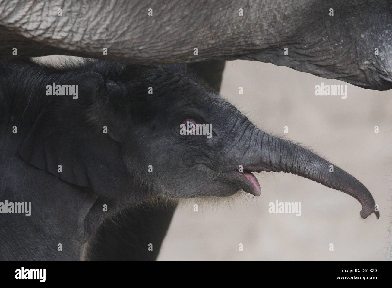 Das Neugeborene Asiatischer Elefant Kalb ist mit seiner Herde auf der Elefantenanlage dem Tierpark Hagenbeck in Hamburg, Deutschland, 13. April 2012 abgebildet. Elefantendame Lai Sinh gebar das Tier am Freitag um 04:15. Foto: MALTE Christen Stockfoto