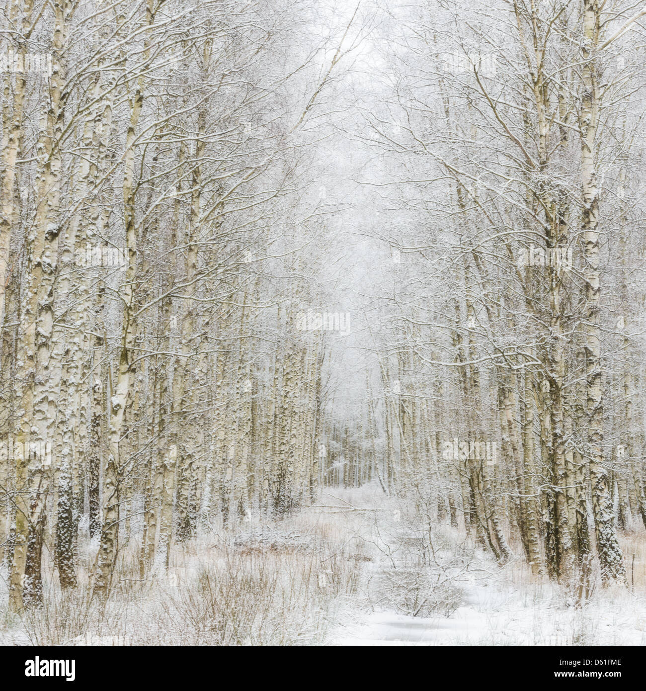 Weg durch den Winterwald Gunnebo Kulturreservat Mölndal, Schweden, Europa Stockfoto