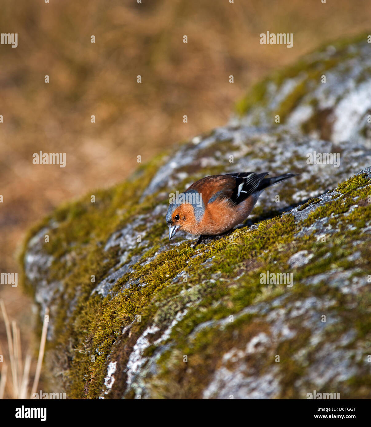 Buchfink-Männchen auf Felsen gelegen mit Moos bedeckt Stockfoto