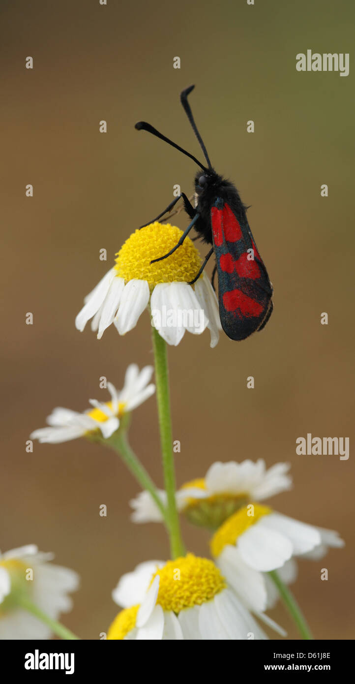 Zygaena Graslini auf einer Blume. Fotografiert in Israel im März Stockfoto