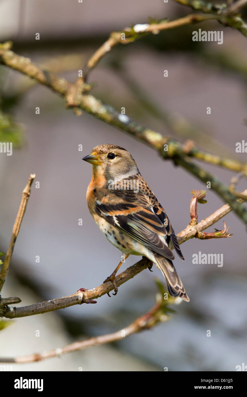 Bergfink; Fringilla Montifringilla; Weiblich; Cornwall; UK Stockfoto