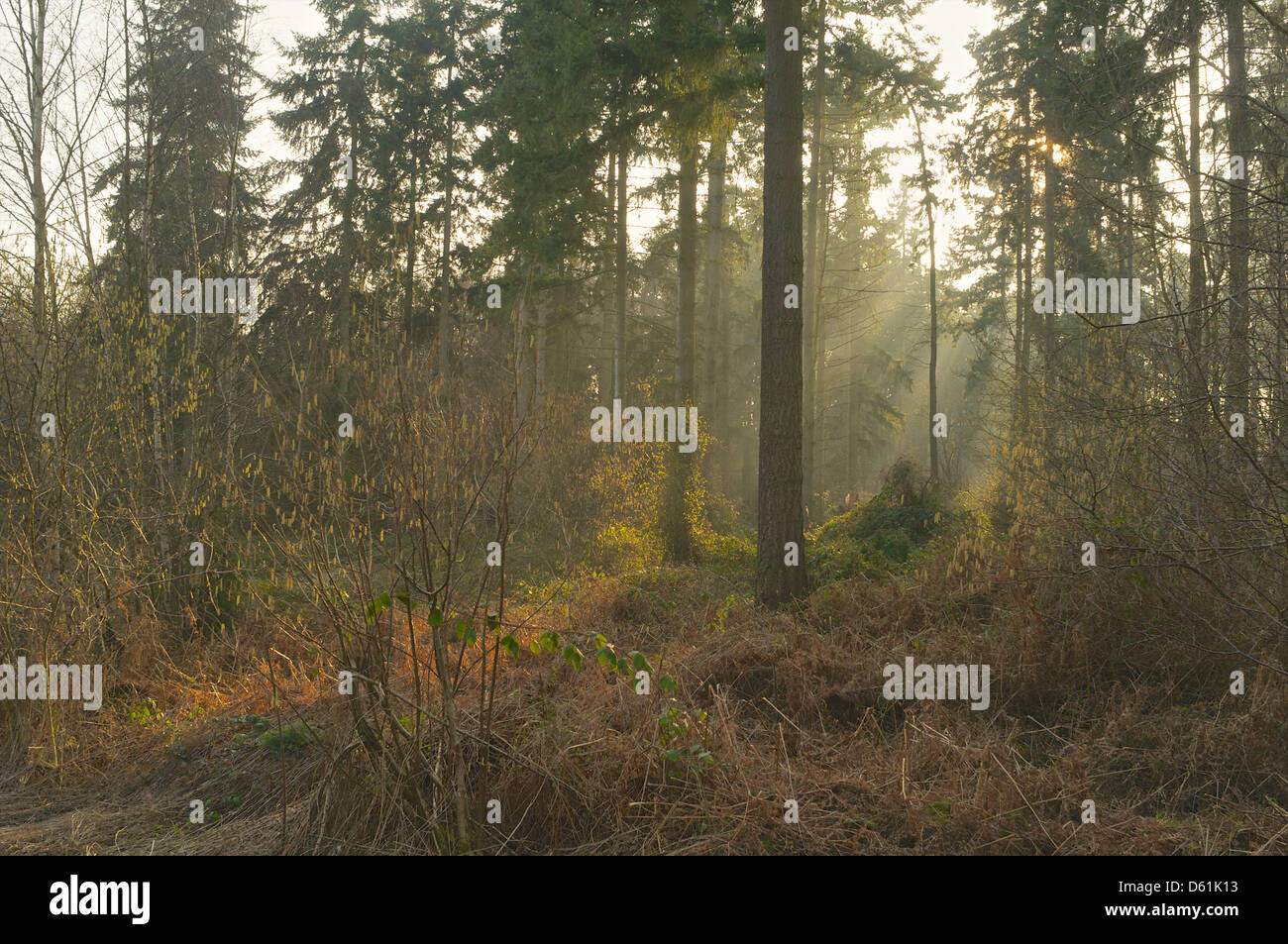 Die niedrige Abendsonne scheint durch Äste auf dem Waldboden in Bourne Woods, Lincolnshire Stockfoto