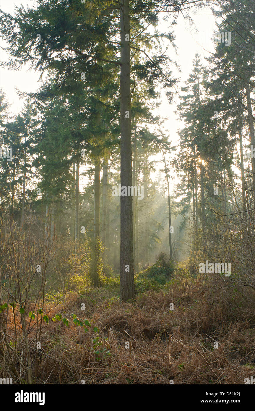Die niedrige Abendsonne scheint durch Äste auf dem Waldboden in Bourne Woods, Lincolnshire, UK Stockfoto