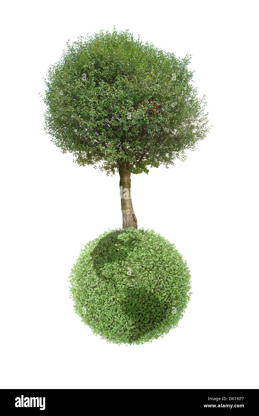 Riesiger Baum wächst auf grüne Erdkugel isoliert auf weißem Hintergrund Stockfoto