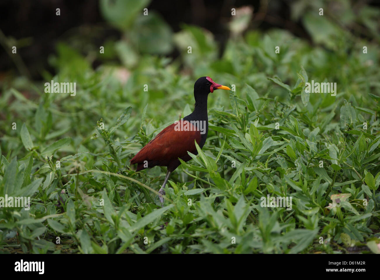 Blatthühnchen Stockfoto