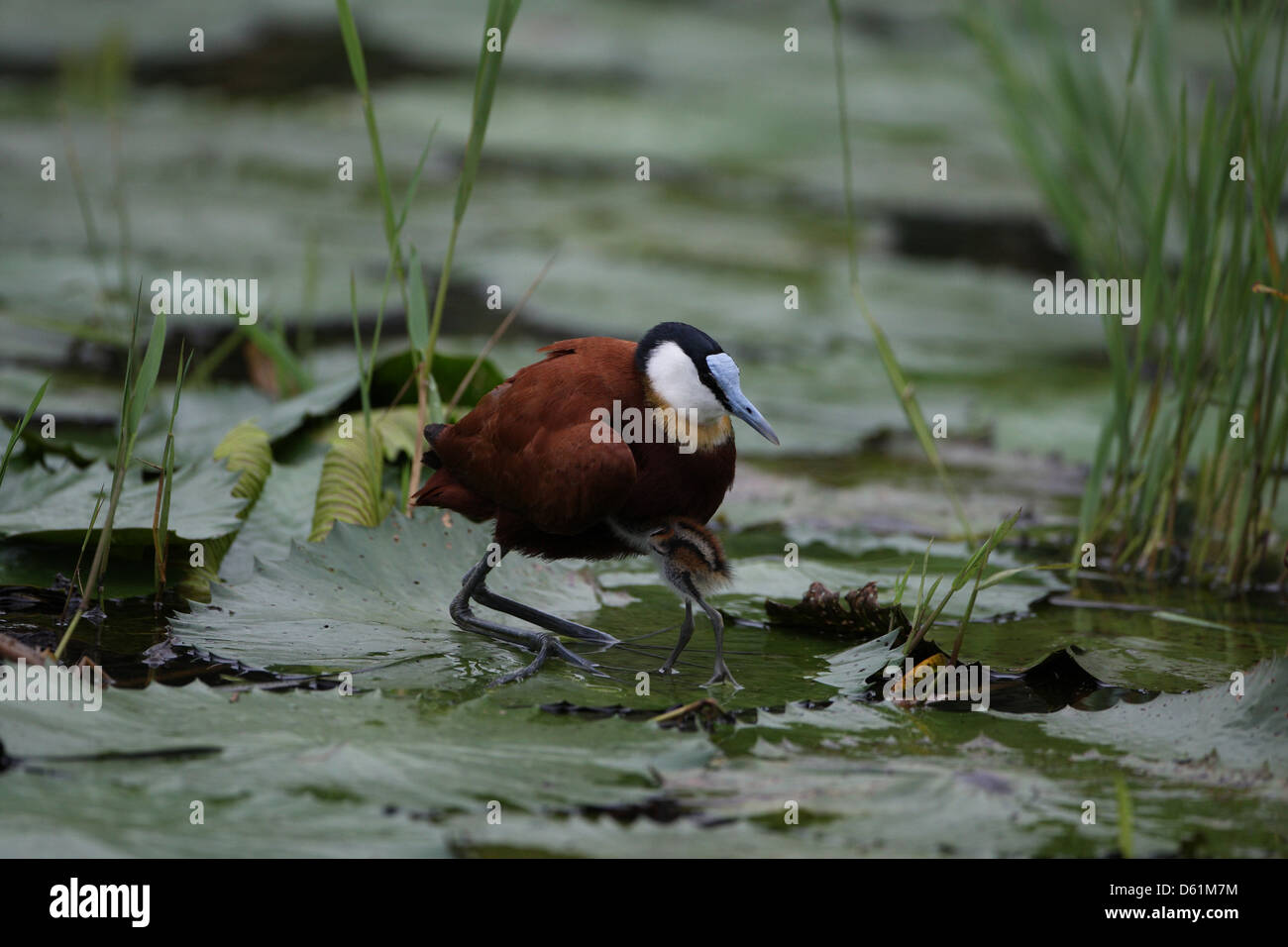 Blatthühnchen Stockfoto