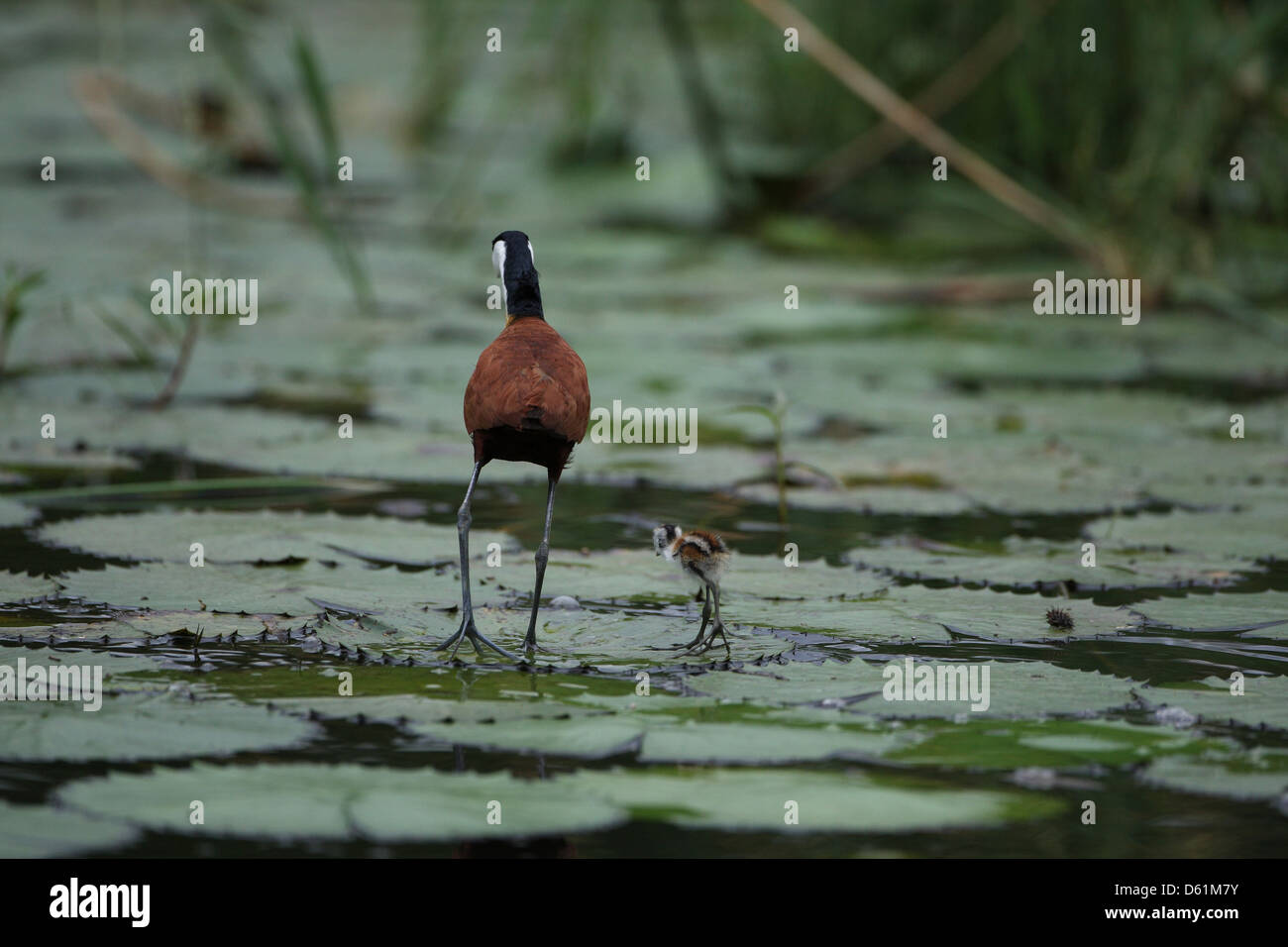 Blatthühnchen Stockfoto