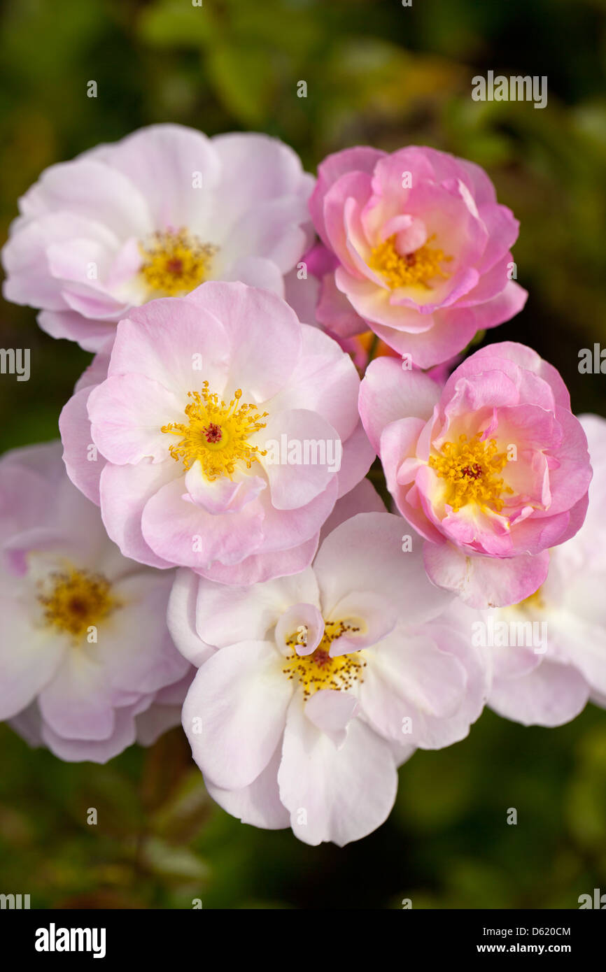 Nahaufnahme eines schönen blassrosa Rosenbusches, Großbritannien Stockfoto