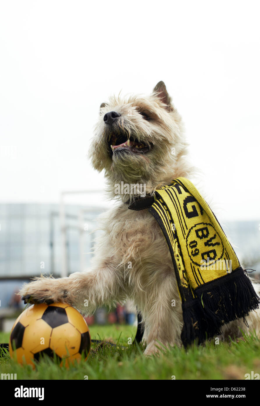 Cairn Terrier Frodo Trägt Fan Gang Der Deutschen Fußball