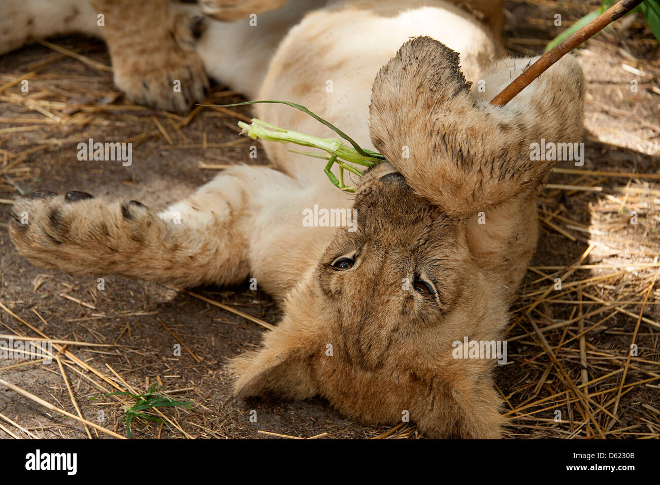 Junger Löwe Cub auf dem Boden spielen.  Antelope Park, Simbabwe, Afrika. Stockfoto