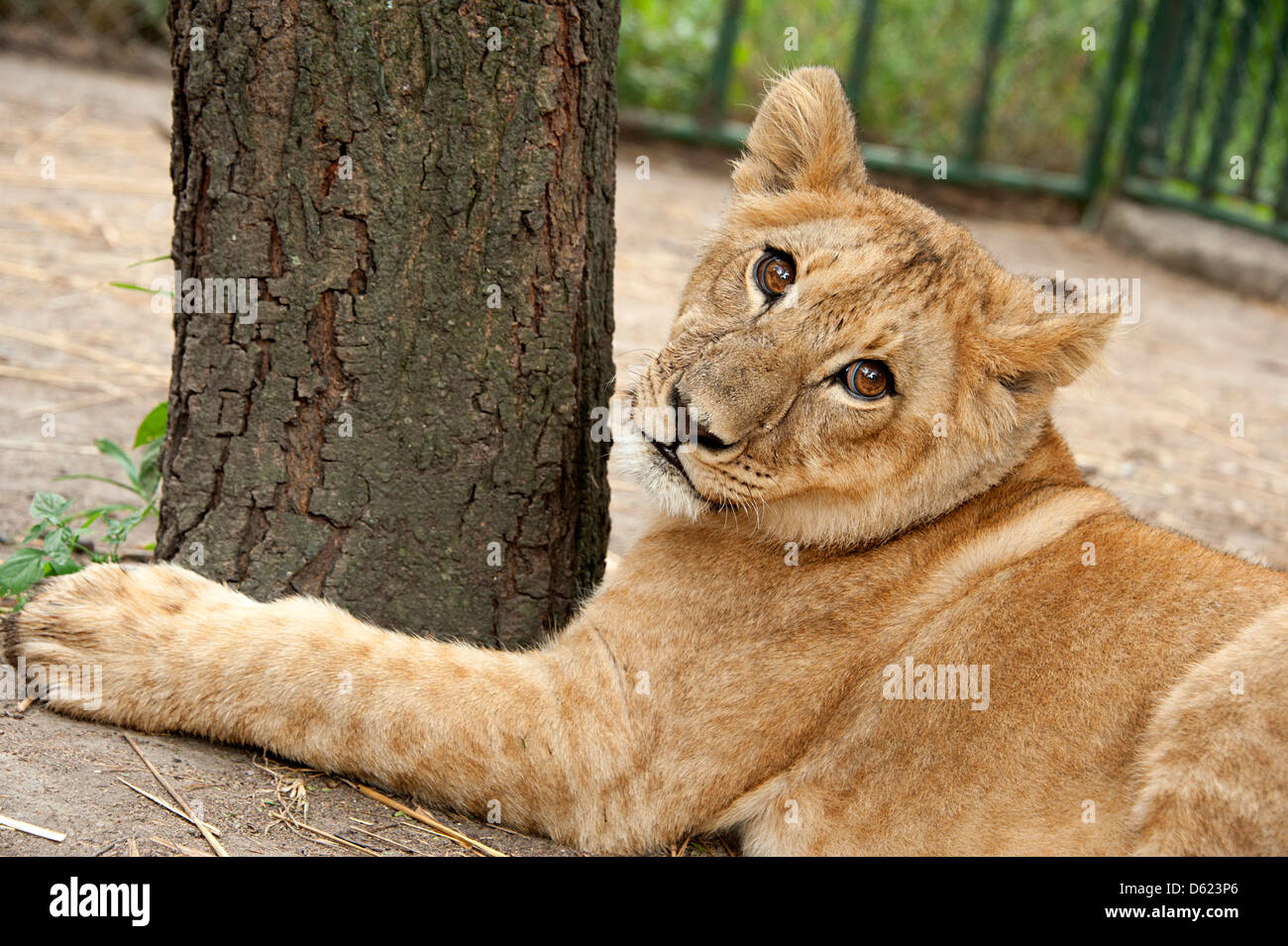Löwenjunges ruhen im Gehäuse in Antelope Park, Simbabwe, Afrika. Stockfoto