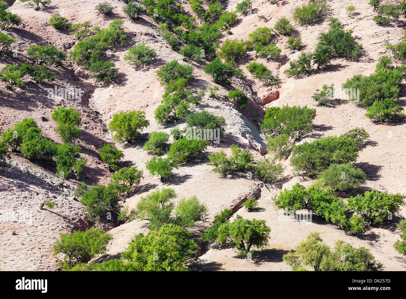 Arganbäume (Argania Spinosa) in Marokko. Stockfoto