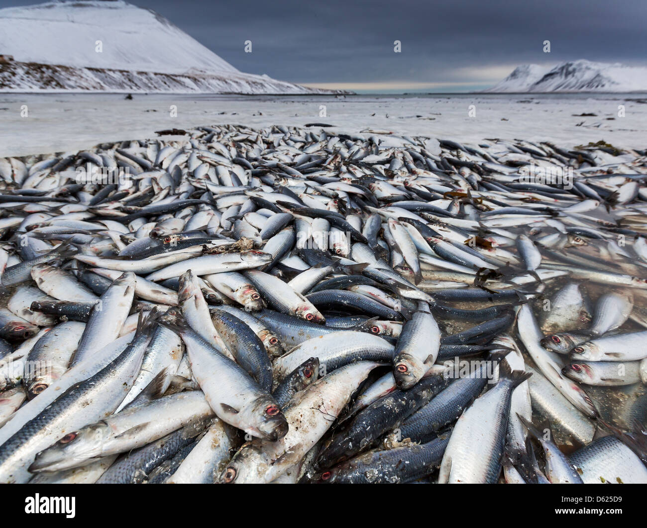 Toten Hering im Fjord, Island Stockfoto