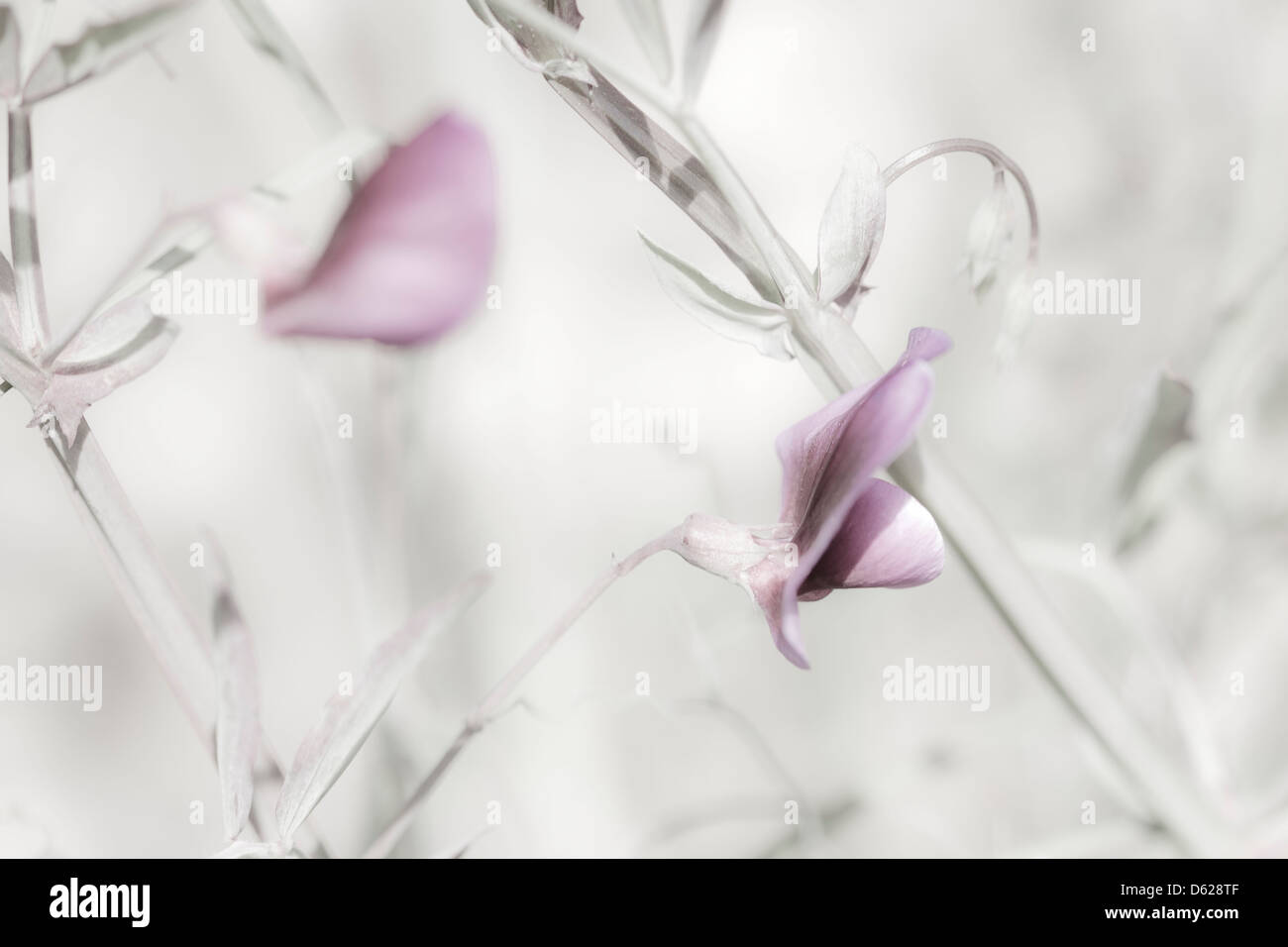 Blumen in sanften Tönen. Stockfoto