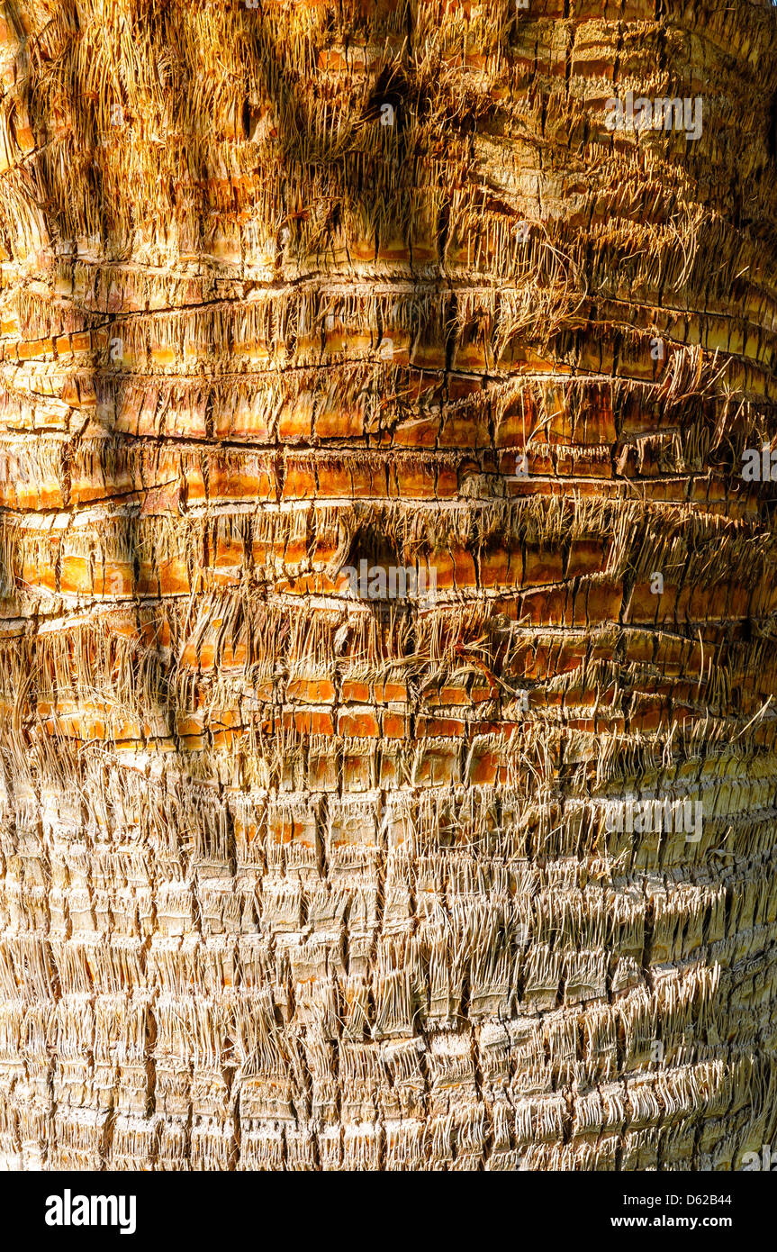 Detail der Textur eine exotische tropische Palme Stockfoto