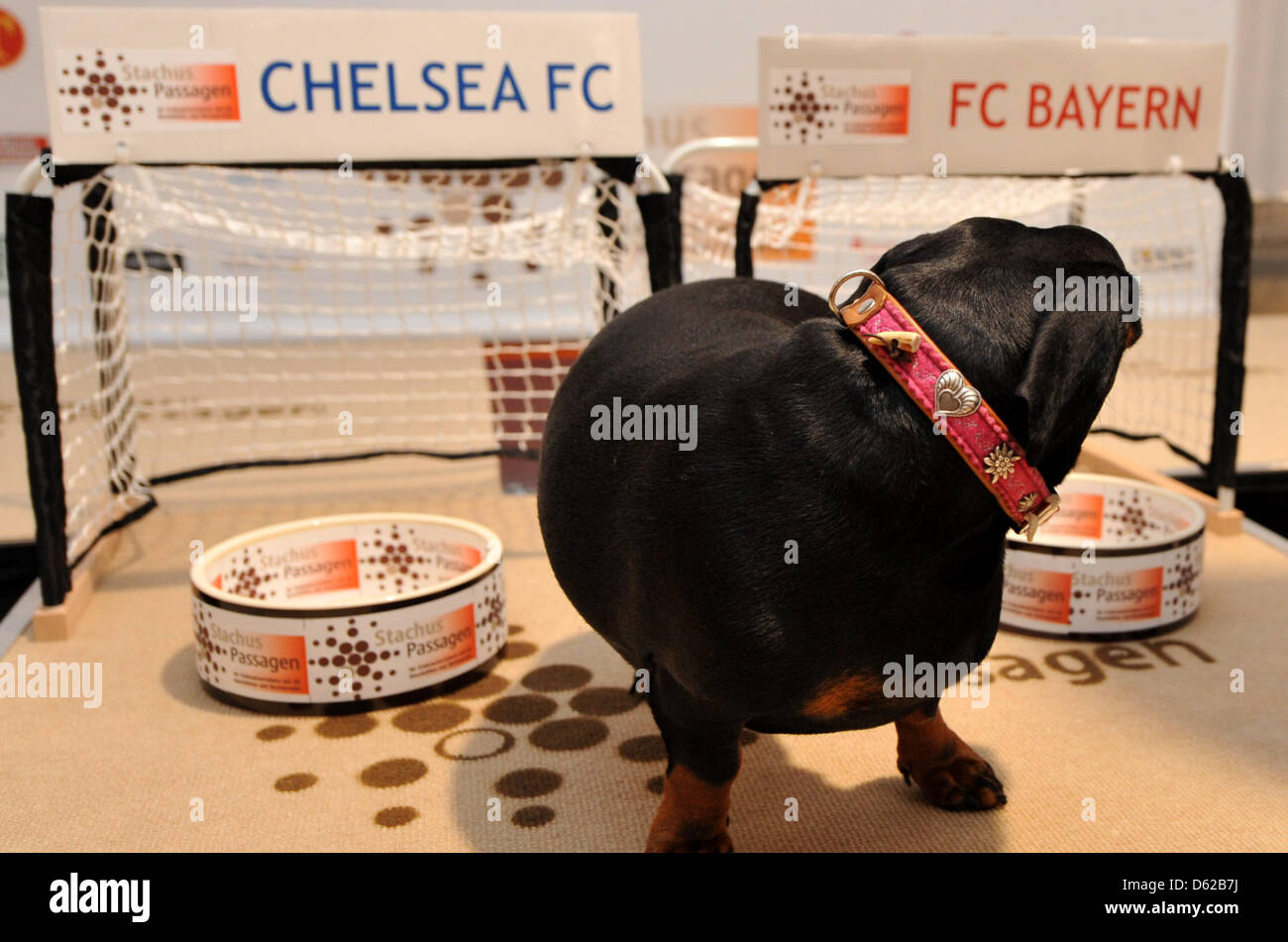 Bevor Dackel "Sissi" der Gewinner der Champions League prognostiziert bis Essen aus der Schüssel vor dem FC Bayern München-Tor, posiert sie in München, Deutschland, 18. Mai 2012. Foto: FRANK LEONHARDT Stockfoto