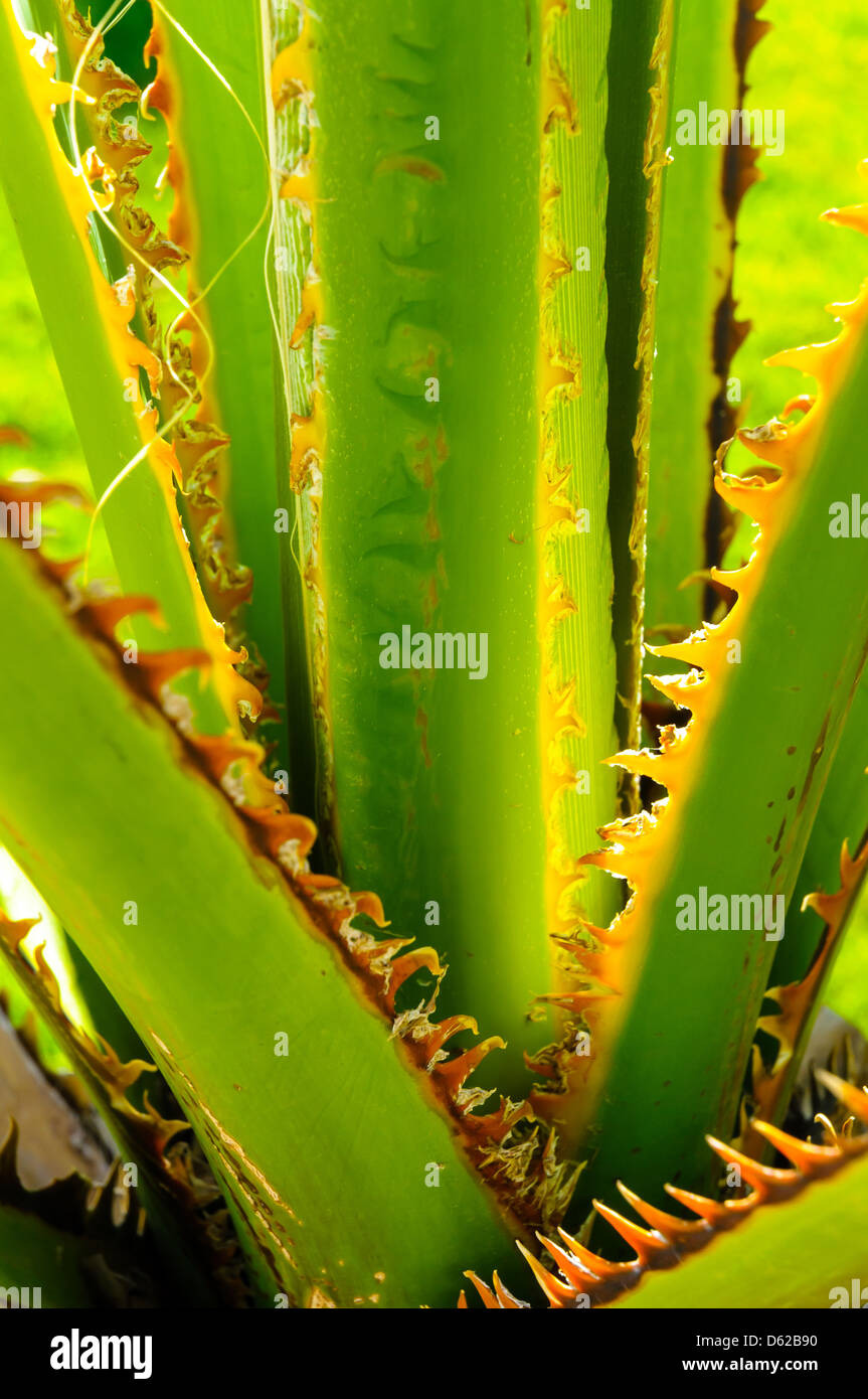 Detail der Textur eine exotische tropische Palme Stockfoto