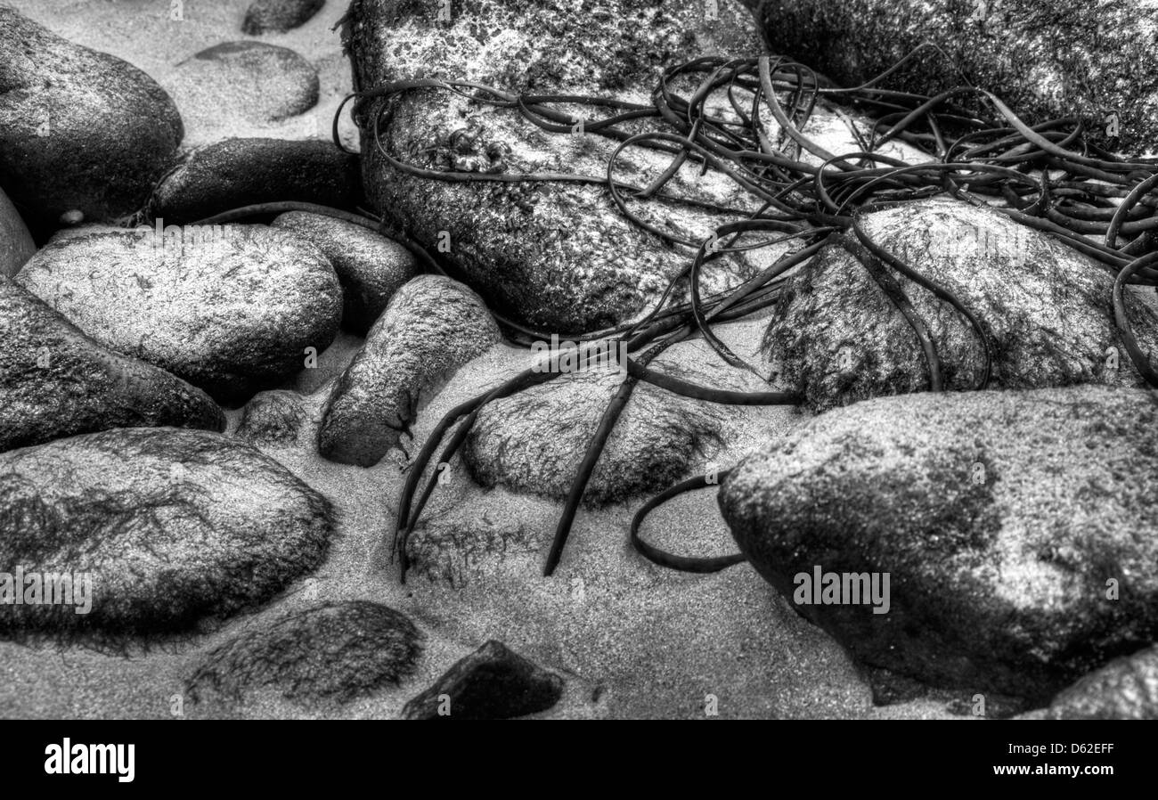Nahaufnahme von Felsen und Algen am Strand von Corblet die auf Alderney, Kanalinseln Stockfoto