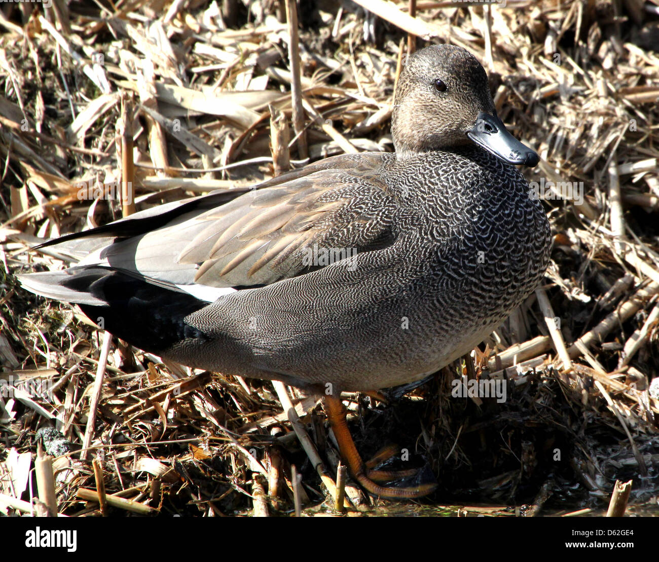 Detailliertes Portrait von einem männlichen Gadwall (Anas Strepera) posiert auf dem land Stockfoto