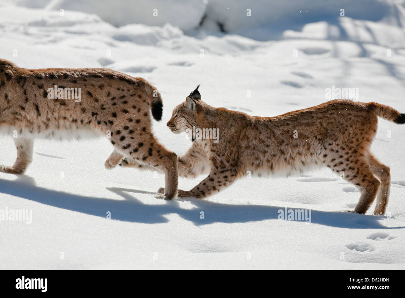 Paar der eurasische Luchs (Lynx Lynx), Unterart Carpathica im Schnee spielen. Deutschland, Bayern, Nationalpark Bayerischer Wald. Stockfoto
