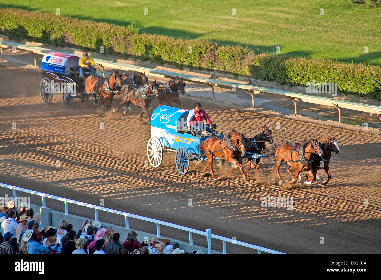 Chuckwagon Pferderennen in der Calgary Stampede in Calgary; Alberta; Kanada; Westkanada; Chuck Wagon Stockfoto