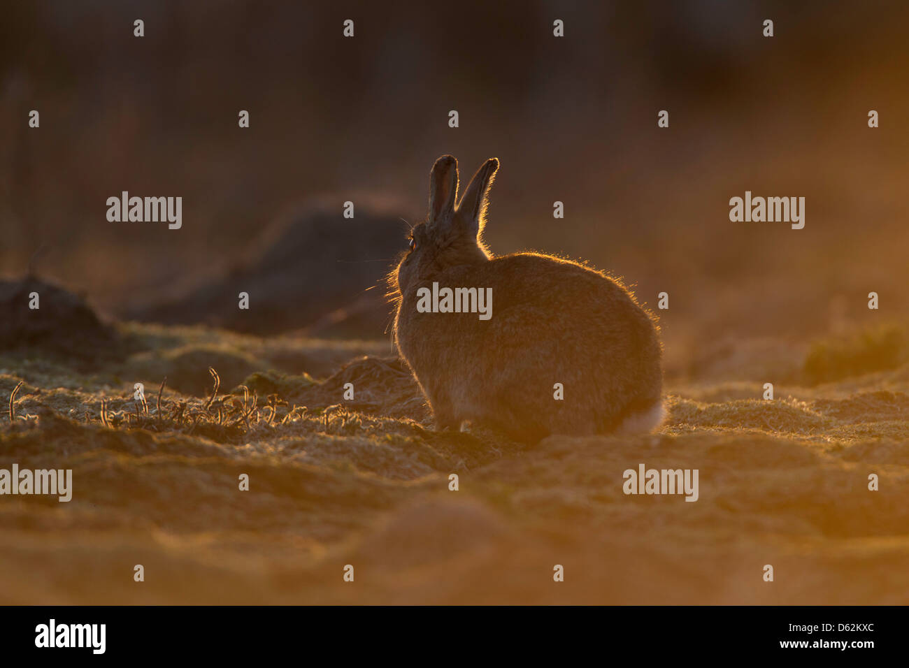 Oryctolagus Cuniculas - wilde Kaninchen sitzen auf Grünland, hinterleuchtete bei Sonnenuntergang. Stockfoto