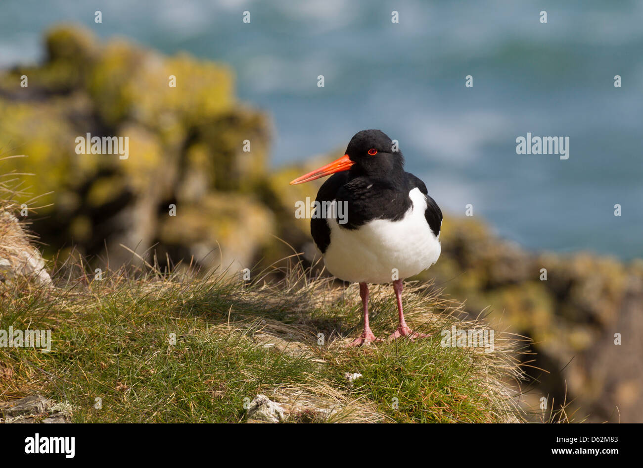 Haematopus Ostralegus - thront auf einem Felsen, mit dem Meer im Hintergrund Austernfischer Stockfoto