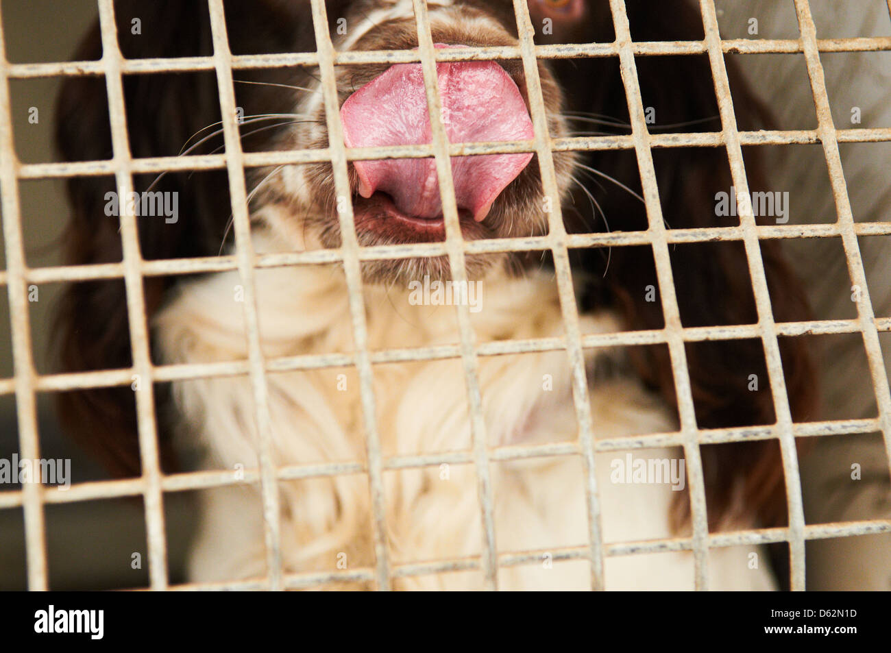 Ein Springer Spaniel verwendet als Medikament Suche Hund von einer Polizei-Kraft Stockfoto