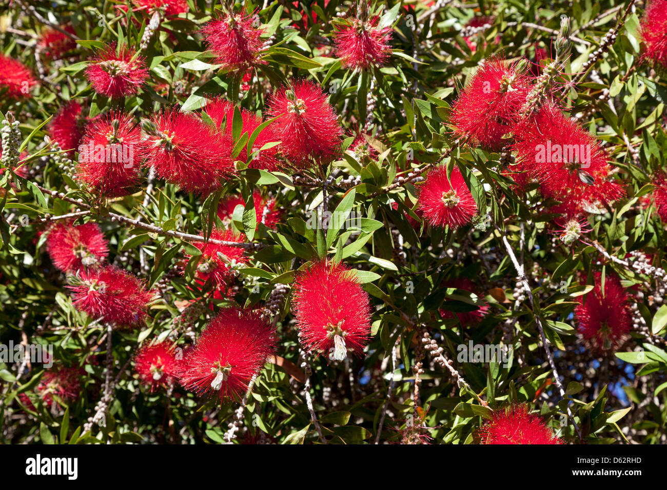 Rote Blüten des Baumes Pohutukawa in Neuseeland Stockfoto