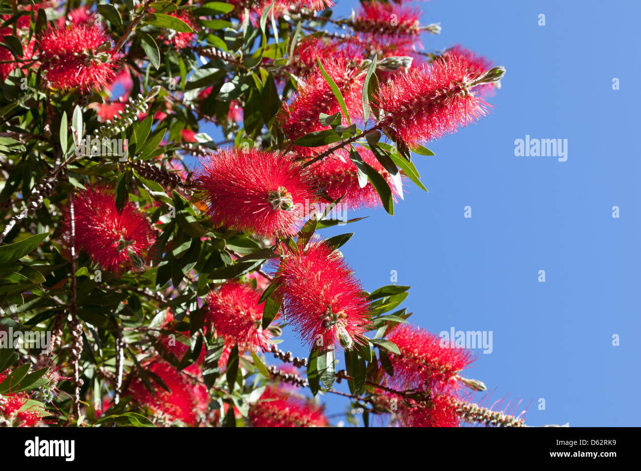 Rote Blüten des Baumes Pohutukawa in Neuseeland Stockfoto