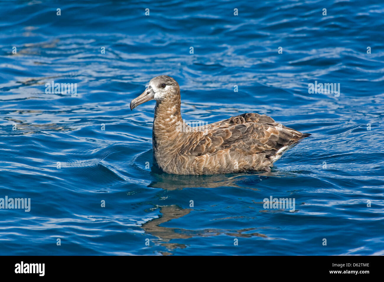 Schwarz – Schwarzfuß Albatros, Phoebastria Nigripes im pazifischen Gewässern vor Kalifornien. Ausruhen Stockfoto