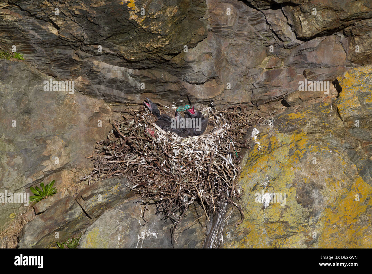 Corvus Corax - thront ein Rabe Nest auf der Klippe, mit vier Küken innerhalb zeigt ihre leuchtend roten Gape. Stockfoto