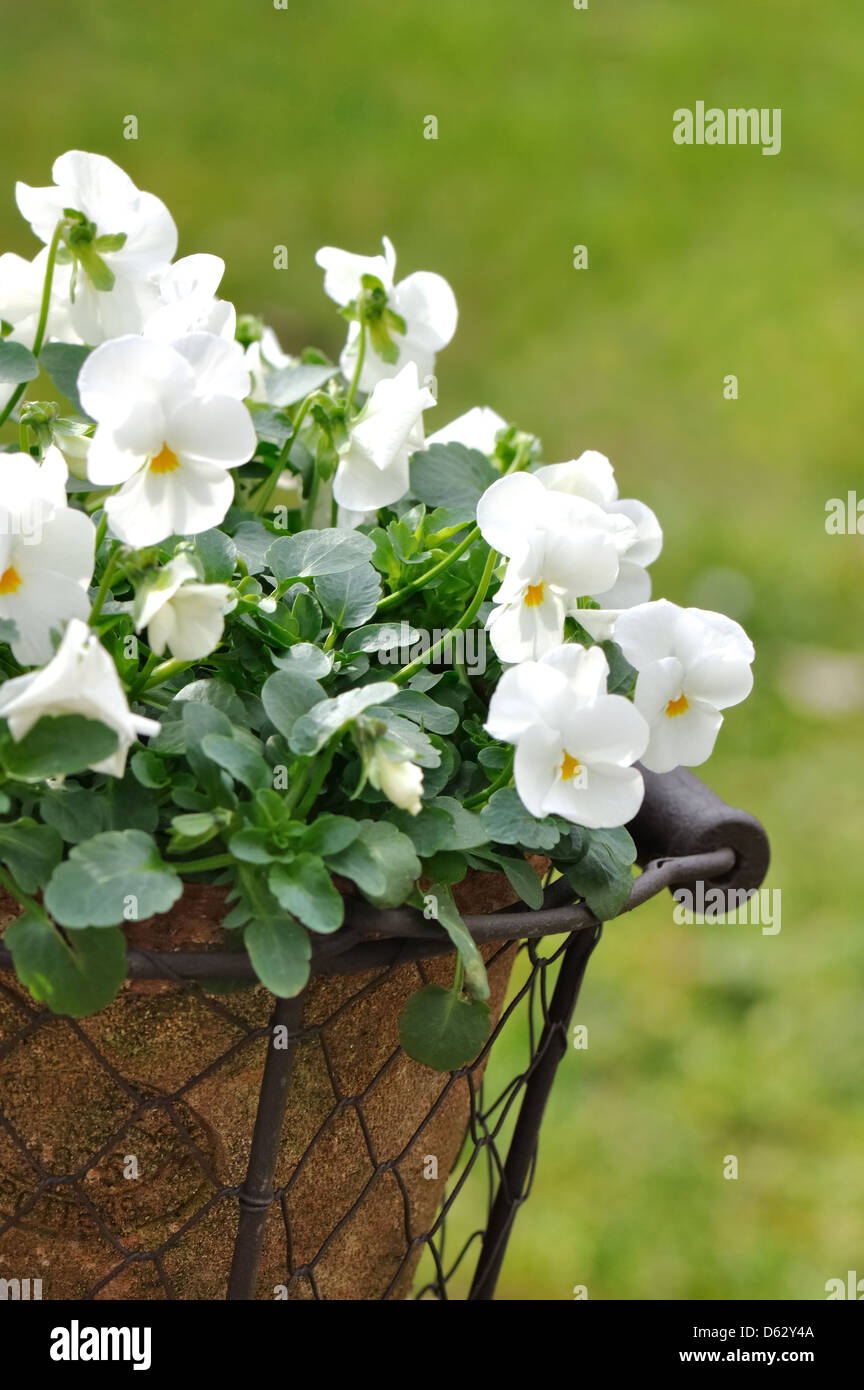 romantische hübsche weiße Blüten in einem Korb außerhalb Stockfoto