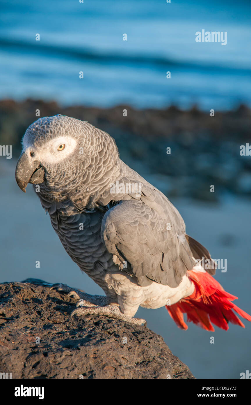 bunte Papageien thront auf einem Felsen am Meer Stockfoto