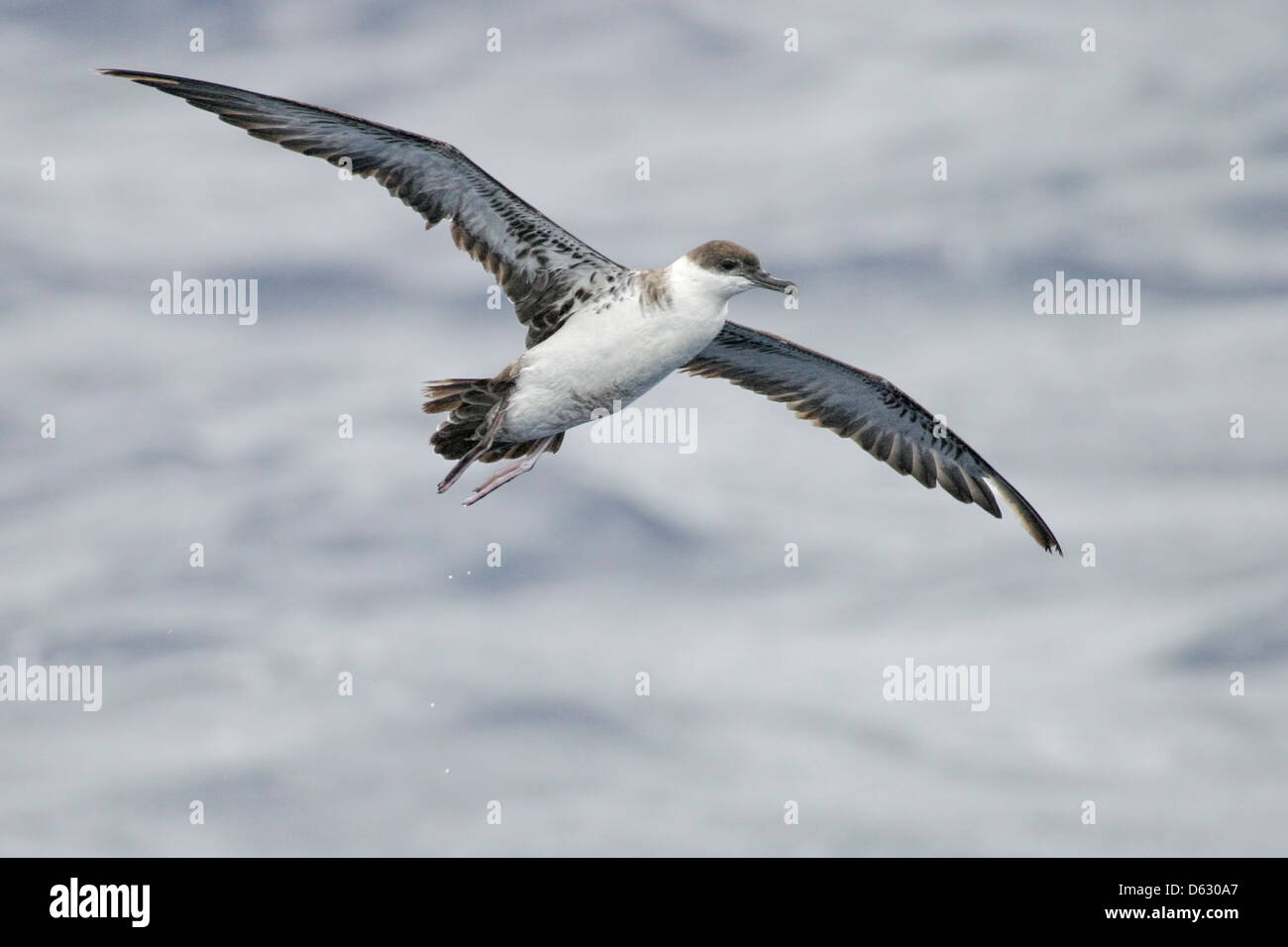 Größere Shearwater, Puffinus Gravis, fliegen im offenen Ozean. Stockfoto