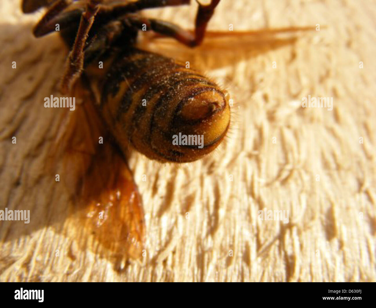 Die Riesenhornet, bekannt für ihre große Größe und ihren starken Stachel, ist in Teilen Asiens zu finden. Sie bejagt andere Insekten, wie Bienen, und kann in bestimmten Situationen eine Gefahr für den Menschen darstellen. Stockfoto