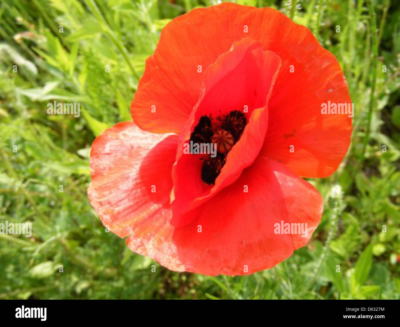 Dieses Bild zeigt ein lebhaftes Feld roter Mohnblumen in voller Blüte und unterstreicht die natürliche Schönheit der Landschaft im Frühling. Verfügbar zur kostenlosen Nutzung unter der öffentlichen Domain. Stockfoto