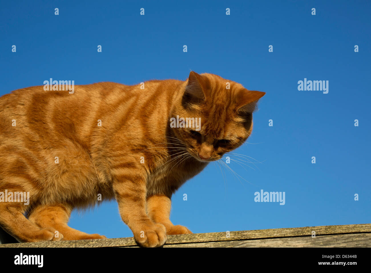 Ingwer Katze ausgewogen auf der Oberseite einen Zaun Stockfoto