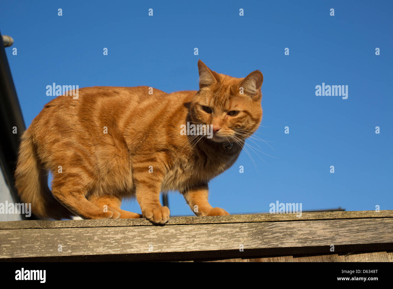 Ingwer Katze ausgewogen auf der Oberseite einen Zaun Stockfoto