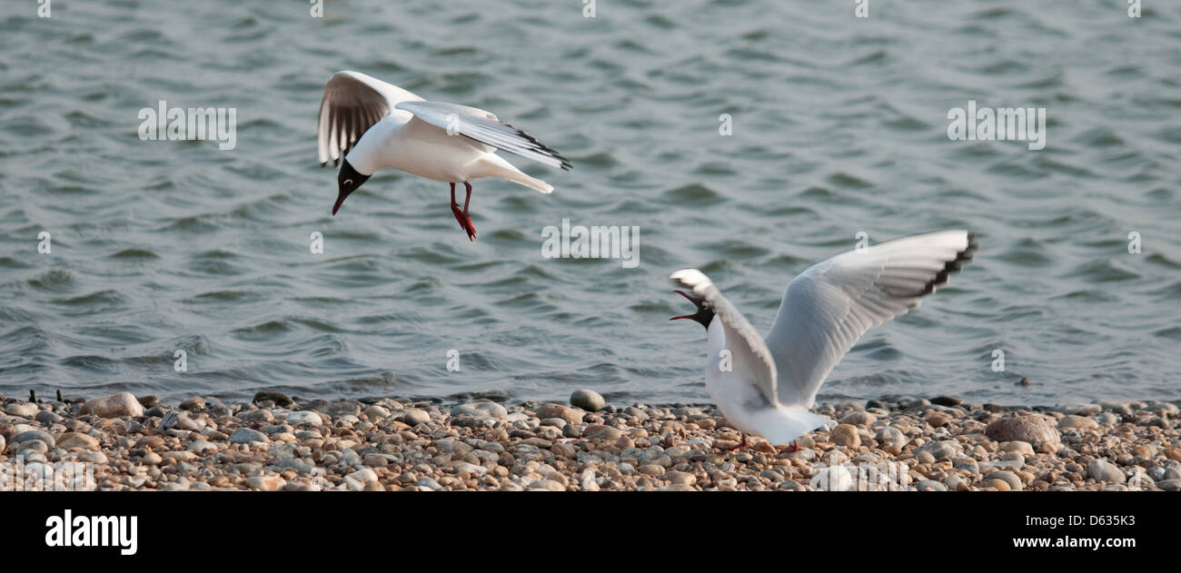 Schwarze Leitung Möwen Kämpfe um Territorien Stockfoto
