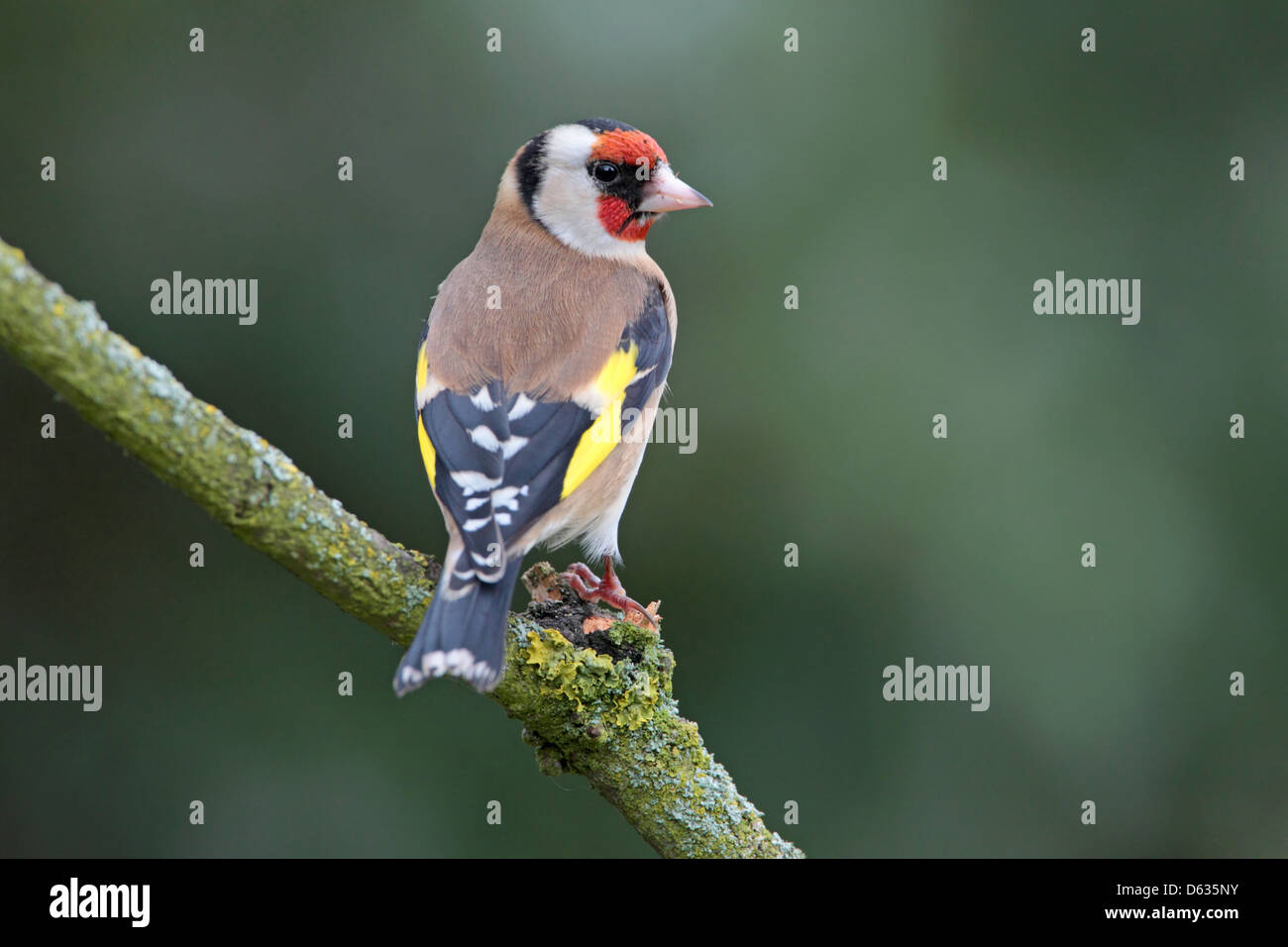 Erwachsenen europäischen Stieglitz Zuchtjahr Zuchtjahr in einem englischen Garten Stockfoto
