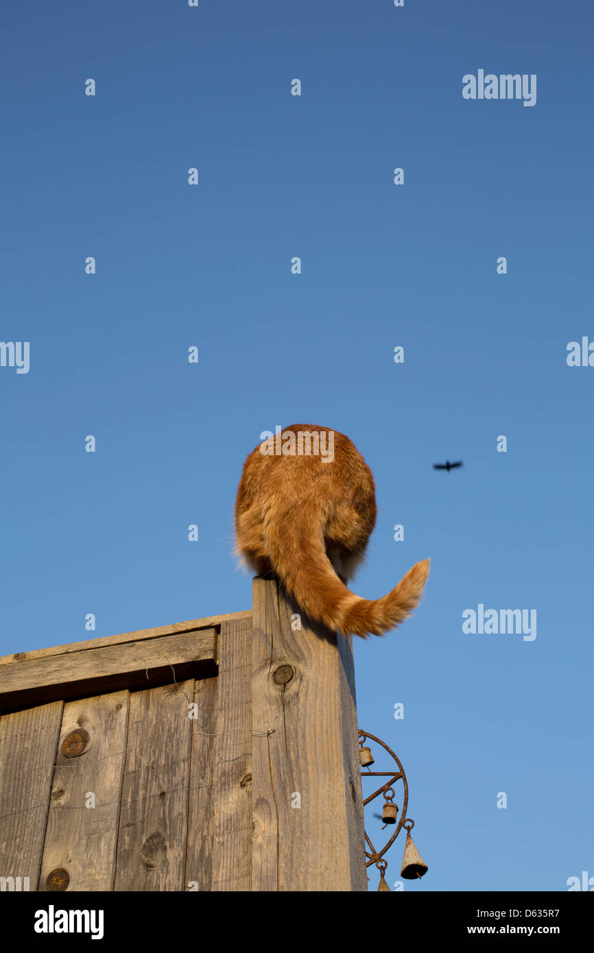 Rückseite eine Ingwer Katze sitzt auf der Oberseite einen Zaunpfahl Stockfoto