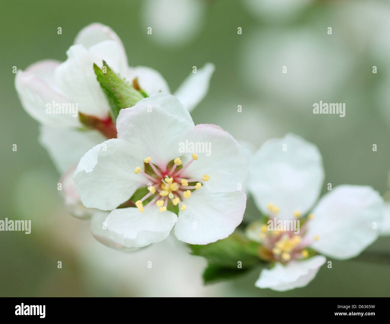 Blühender Zweig der Bush im Frühjahr Stockfoto